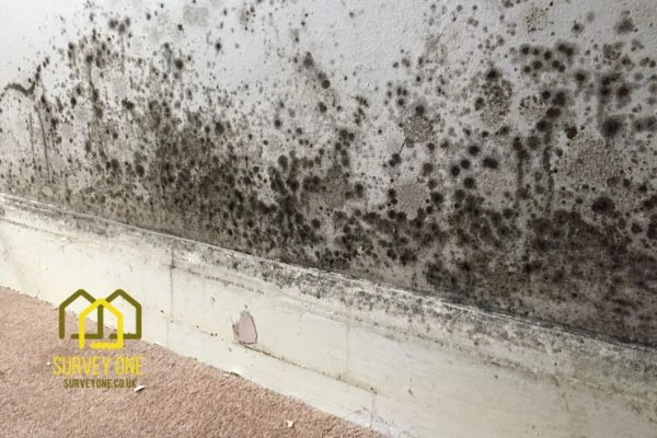 What’s the First Step to Take When You Notice Damp on a Party Wall Bradford?